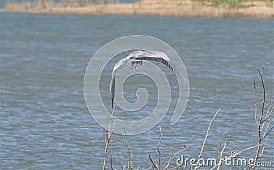 A Great Blue Heron in flight over a lake with his wings downward. Stock Photo