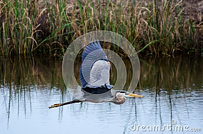 Great Blue Heron Flying, Savannah National Wildlife Refuge Stock Photo