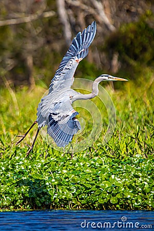Great blue heron flying with wings spread Stock Photo