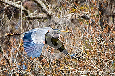 Great blue heron flying with wings spread Stock Photo