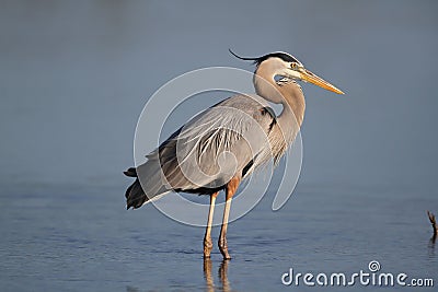 Great Blue Heron - Fort Myers Beach, Florida Stock Photo