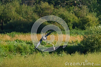 Great blue heron gliding in marsh Stock Photo