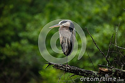 Great Blue Heron Holly Springs NC Stock Photo