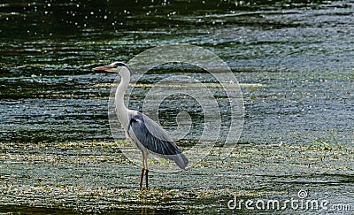 Great blue heron hunting for food Stock Photo