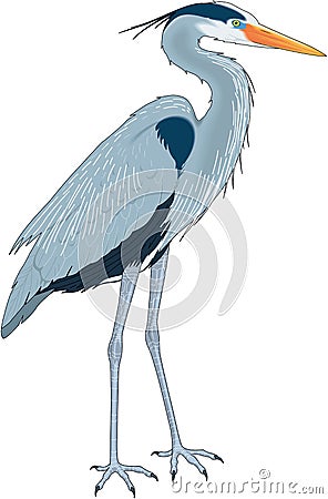 Great Blue Heron Illustration Vector Illustration