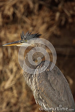 A Great Blue Heron, in its winter plumage. Stock Photo
