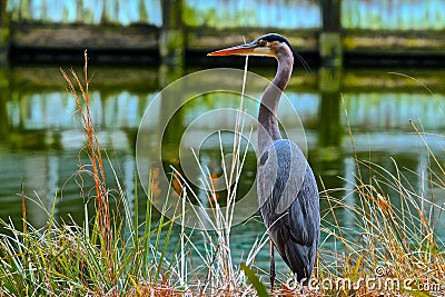 Great Blue Heron Stock Photo