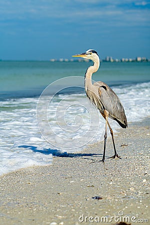 Great Blue Heron Stock Photo