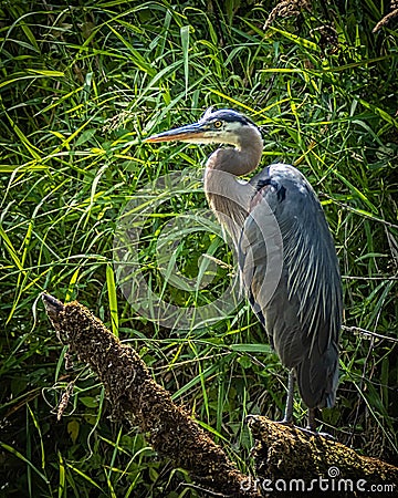 Great Blue Heron on a Mossy Branch Stock Photo