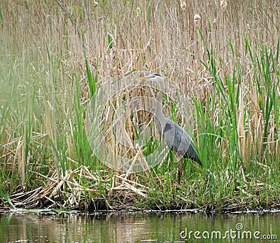 Great Blue Heron natural pond habitat Stock Photo