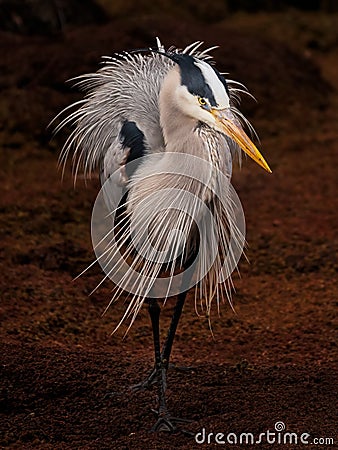 A Great Blue Heron on nature`s catwalk. Stock Photo