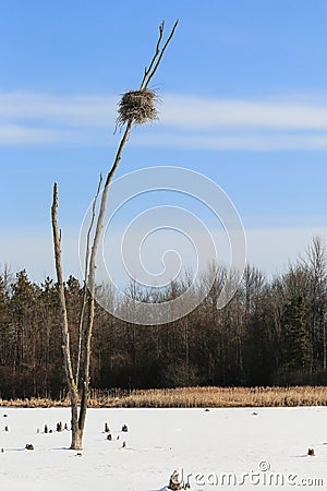 Great Blue Heron Nest in Dead Tree Stock Photo
