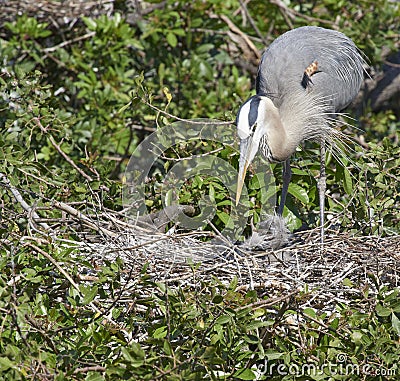 Great Blue heron Stock Photo