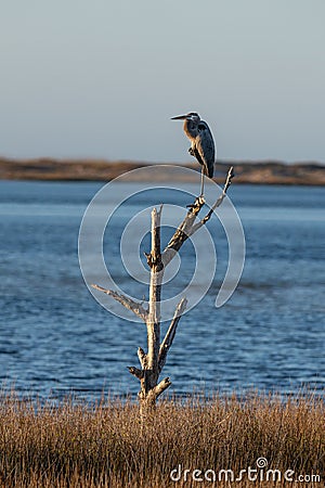 Great Blue Heron perched on a dead tree Stock Photo