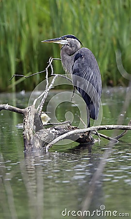 Great Blue Heron Perched on Log Stock Photo