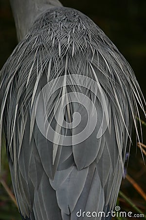 Great blue heron plumage detail Stock Photo