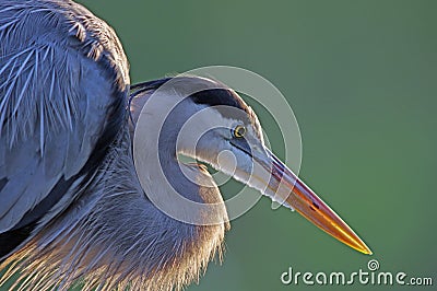 Great Blue Heron Stock Photo