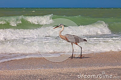 Great Blue Heron in Sanibel Island, Florida Stock Photo