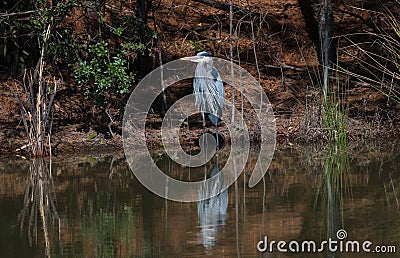 Great Blue Heron sits in front of a pond Stock Photo