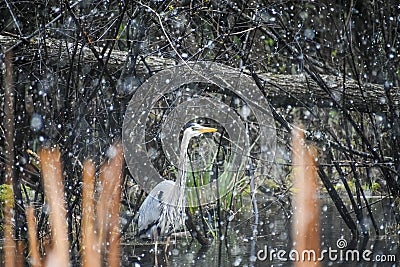 Great Blue Heron in the Snow on Pell Lake Stock Photo