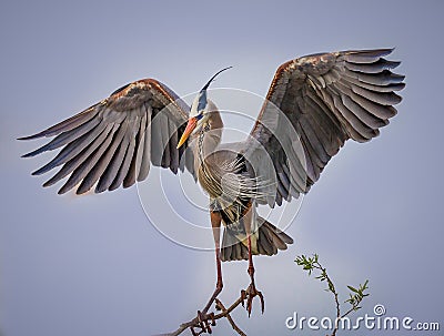 Great Blue Heron spreading its wings Stock Photo