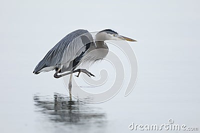 Great Blue Heron stalking its prey Stock Photo