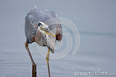 Great blue heron stalks towards the camera, intent on catching fish Stock Photo