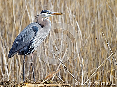 Great Blue Heron Stock Photo