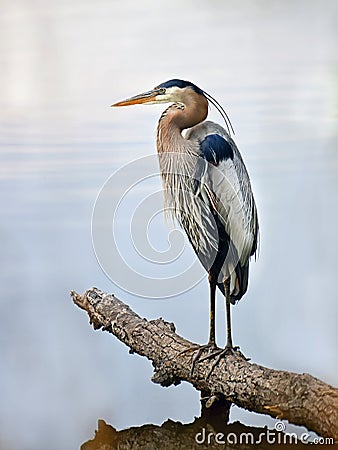 Great Blue Heron standing proudly on a log over looking the Chesapeake bay Stock Photo