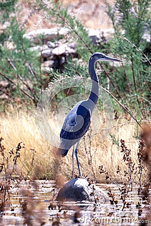 Great Blue Heron Standing on a rock. Stock Photo