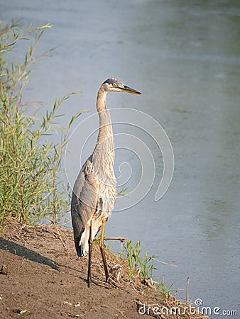 Great Blue Heron Standing Tall on the Edge of the River Stock Photo