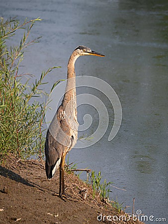 A Great Blue Heron Standing Tall of the Shore Stock Photo