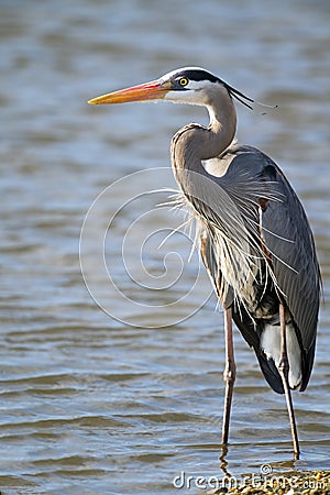 Great Blue Heron standing at water's edge Stock Photo