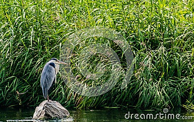 Great blue heron on a stone Stock Photo