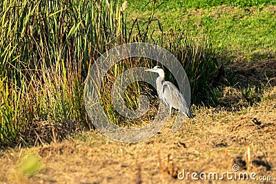 Great blue heron on a sunny morning at the water's edge. Reeds form the background. one animal, landscape Stock Photo