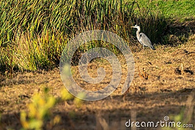 Great blue heron on a sunny morning at the water's edge. Reeds form the background. one animal, landscape Stock Photo