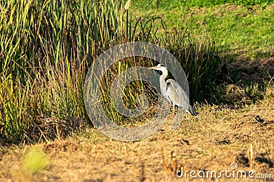 Great blue heron on a sunny morning at the water's edge. Swamp grasses and reeds form the background Stock Photo