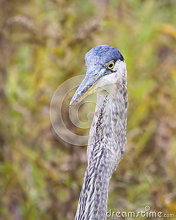 Great Blue Heron Swallows Rodent Stock Photo