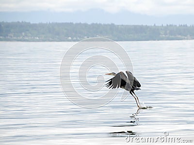 Great blue heron takes off near Richland Saltwater park Stock Photo