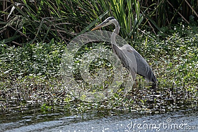 Great Blue Heron Wades Into Marsh Looking For Food Stock Photo