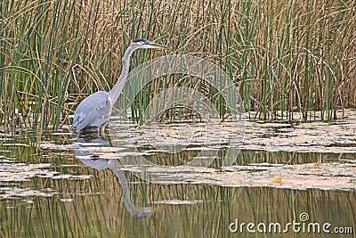 Great Blue Heron Wading In Pond Sees A Fish Stock Photo