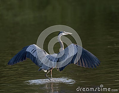 Great Blue Heron walking with wings open Stock Photo