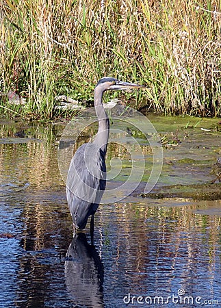 Great Blue Heron in the Jock River Stock Photo