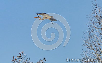 Great Blue Herons in Flight Stock Photo