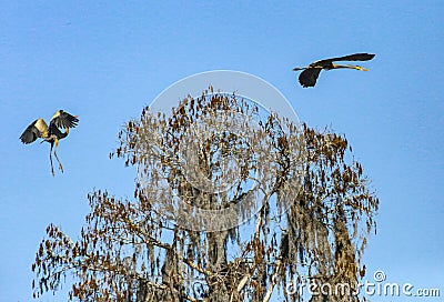 Great Blue Herons in Flight Stock Photo