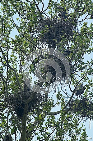 Great Blue Herons nests Stock Photo