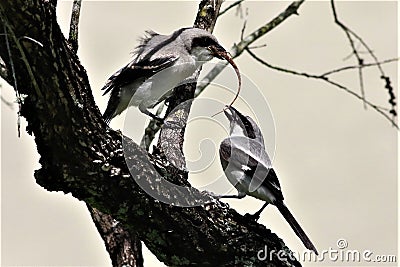 Loggerhead Shrike Feeding Fledgling With A Brown Anole! Stock Photo