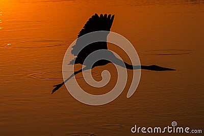 Great Blue Silhouette Stock Photo