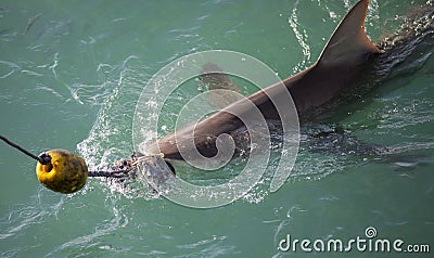 Large bronze shark being lured into the boat cages with a bait hook in the shark alley in Gansbaai South Africa Stock Photo