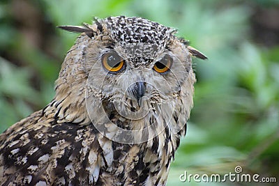 Great brown owl in the nethelands Stock Photo